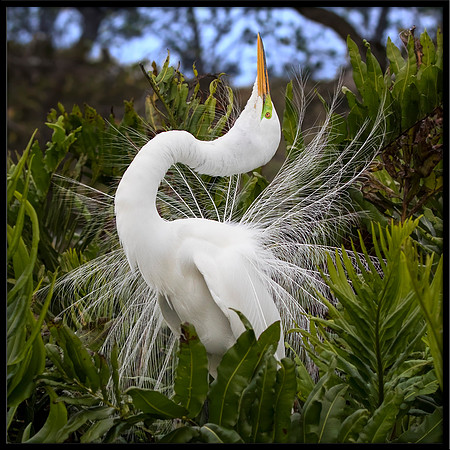 Great Egret Courtship Display