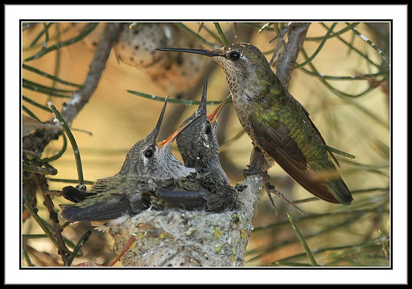 Hummingbird Feeding Time