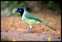 Green Jay