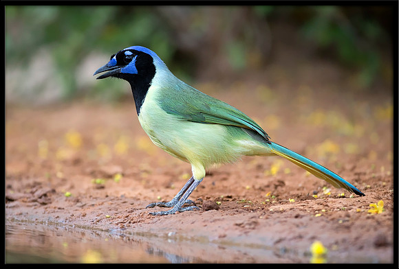 Green Jay