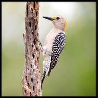 Golden-fronted Woodpecker