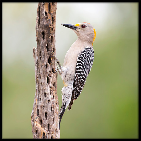 Golden-fronted Woodpecker
