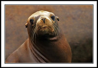 Sea Lion