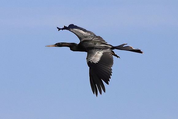 Anhinga