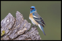 Lazuli Bunting