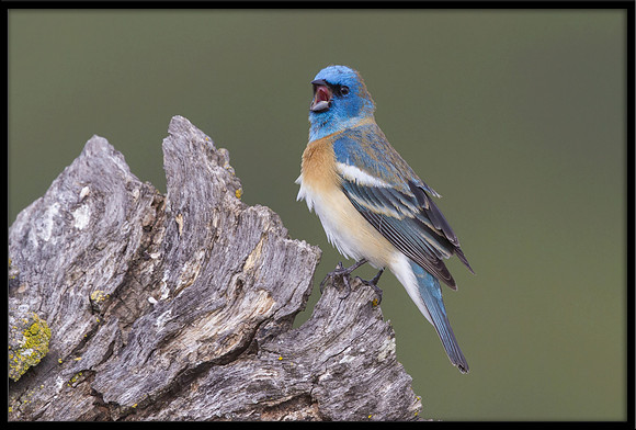 Lazuli Bunting