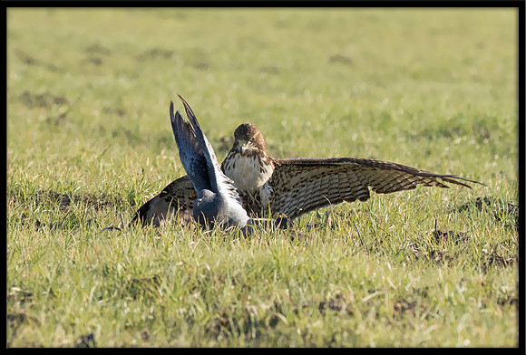 Red-tailed Hawk Gets Pigeon
