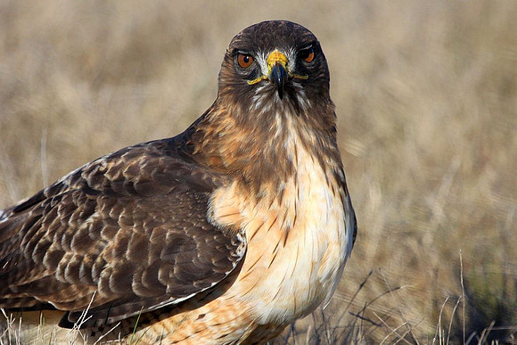 Red-tailed Hawk standing guard