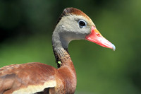 Black-bellied Whistling Duck