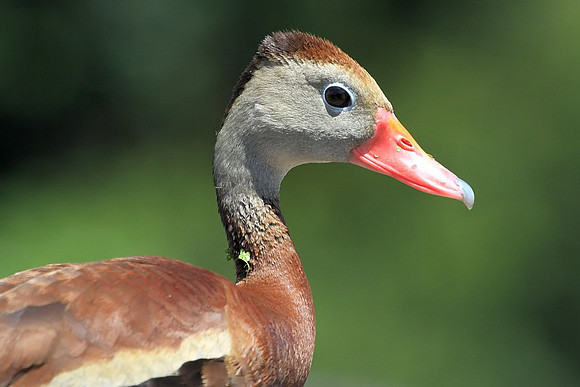 Black-bellied Whistling Duck