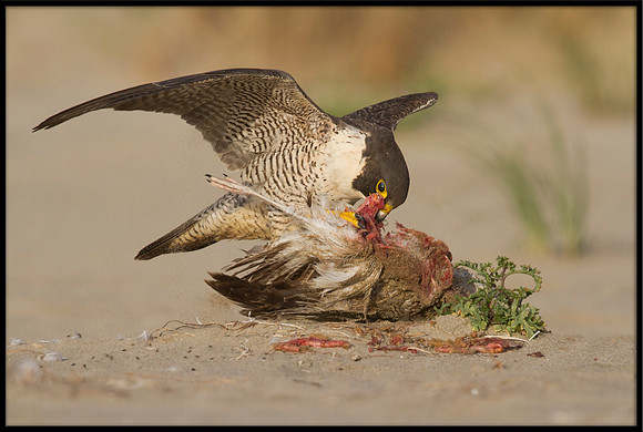 Peregrine Falcon