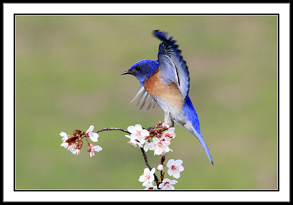 Western Bluebird