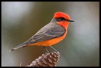 Vermilion Flycatcher