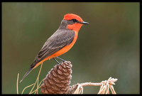Vermilion Flycatcher