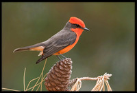 Vermilion Flycatcher