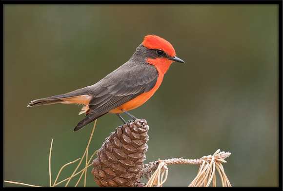 Vermilion Flycatcher