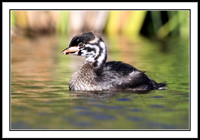 Baby Pied-billed Grebe
