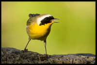 Common Yellowthroat
