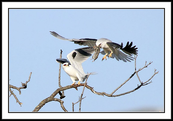 Kite Food Exchange