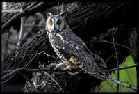 Long-eared Owl