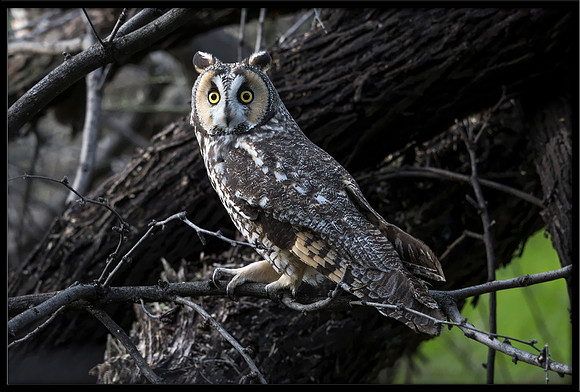 Long-eared Owl