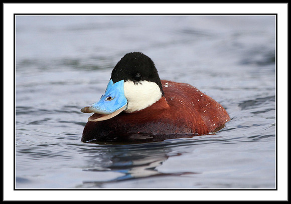 Ruddy Duck