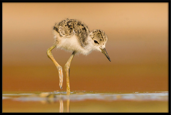 Black-necked Stilt chick