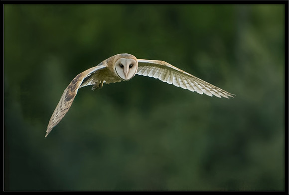 Barn Owl