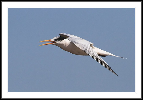 Tern