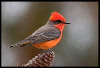 Vermilion Flycatcher
