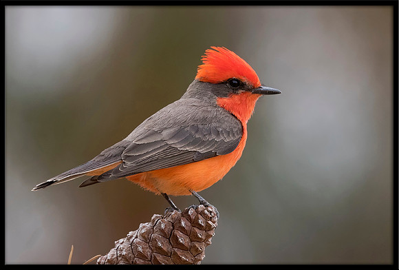 Vermilion Flycatcher