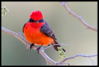 Vermilion Flycatcher
