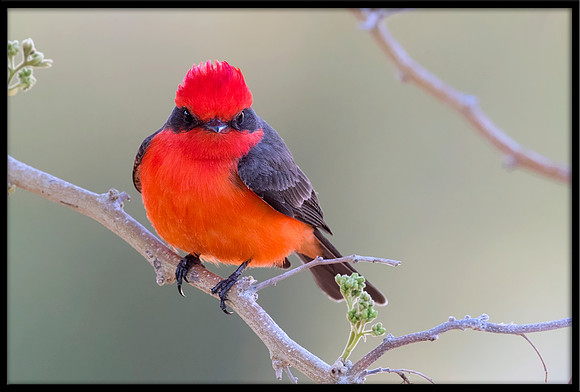 Vermilion Flycatcher