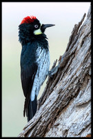 Acorn Woodpecker
