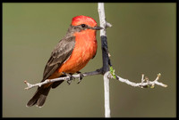 Vermilion Flycatcher