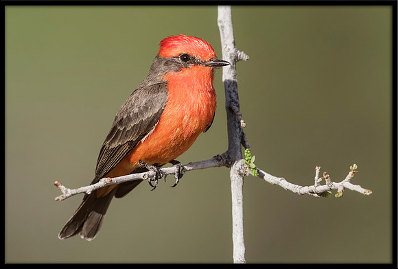 Vermilion Flycatcher
