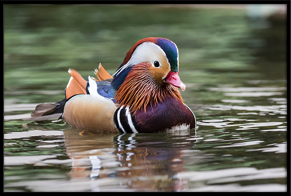 Mandarin Duck