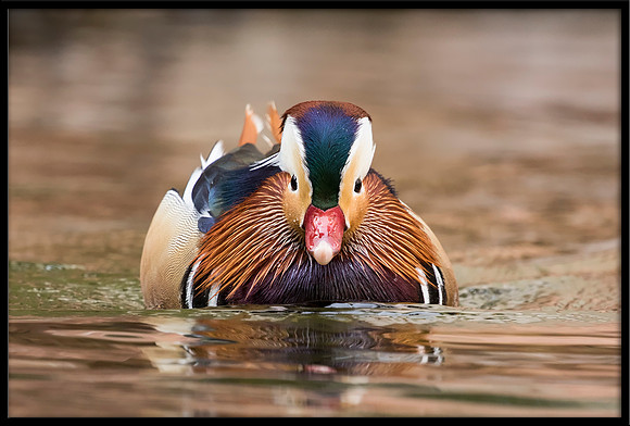 Mandarin Duck
