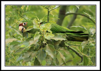 Mitred Parakeet