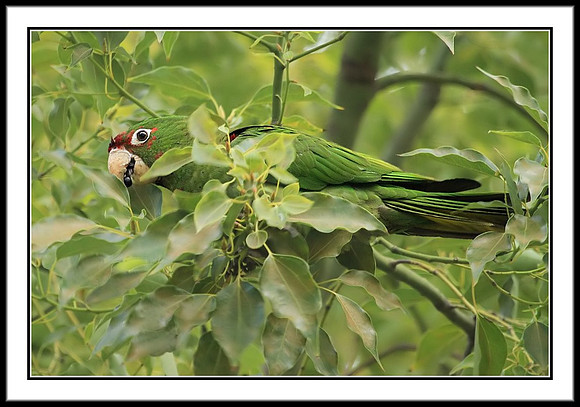 Mitred Parakeet