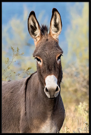 Wild Donkey