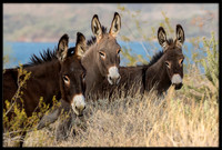 Wild Donkey