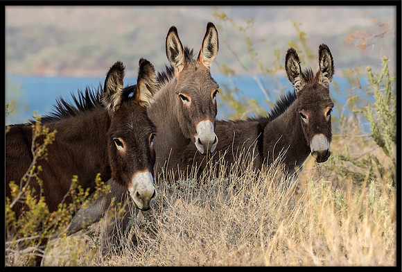 Wild Donkey