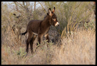 Wild Donkey