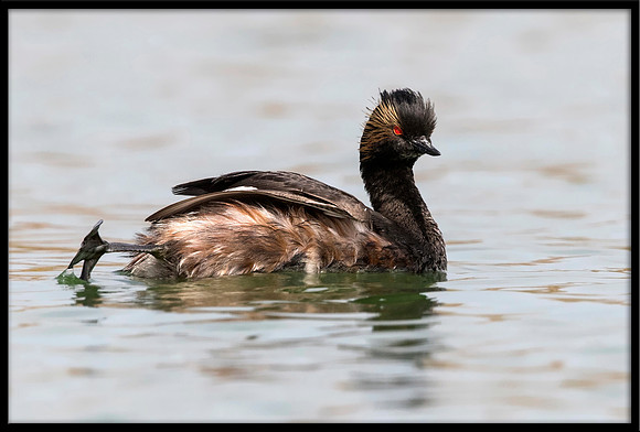 Eared Grebe