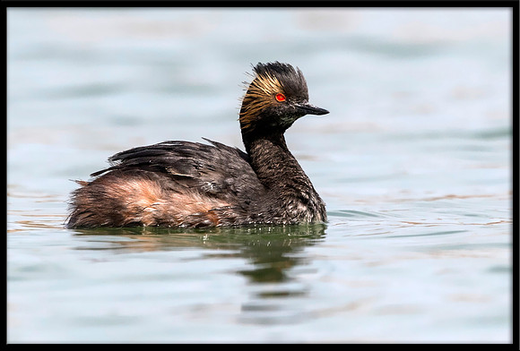 Eared Grebe
