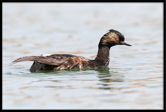 Eared Grebe