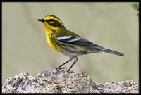 Townsend's Warbler