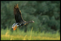 Greater White-front Goose