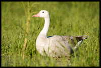 Hybrid Canada x Greylag